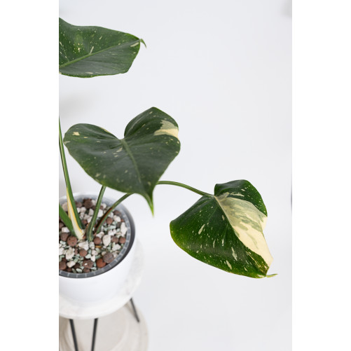 Monstera thai constellation