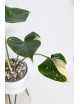 Monstera thai constellation