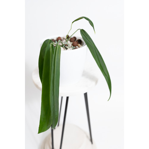 Anthurium pallidiflorum -