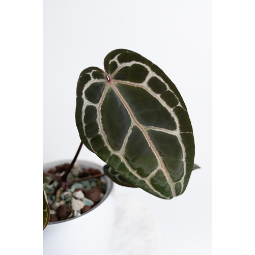Anthurium (Michelle x...