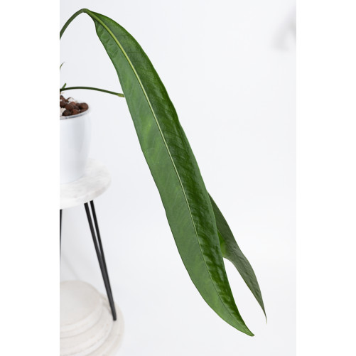 Anthurium coriaceum velvety