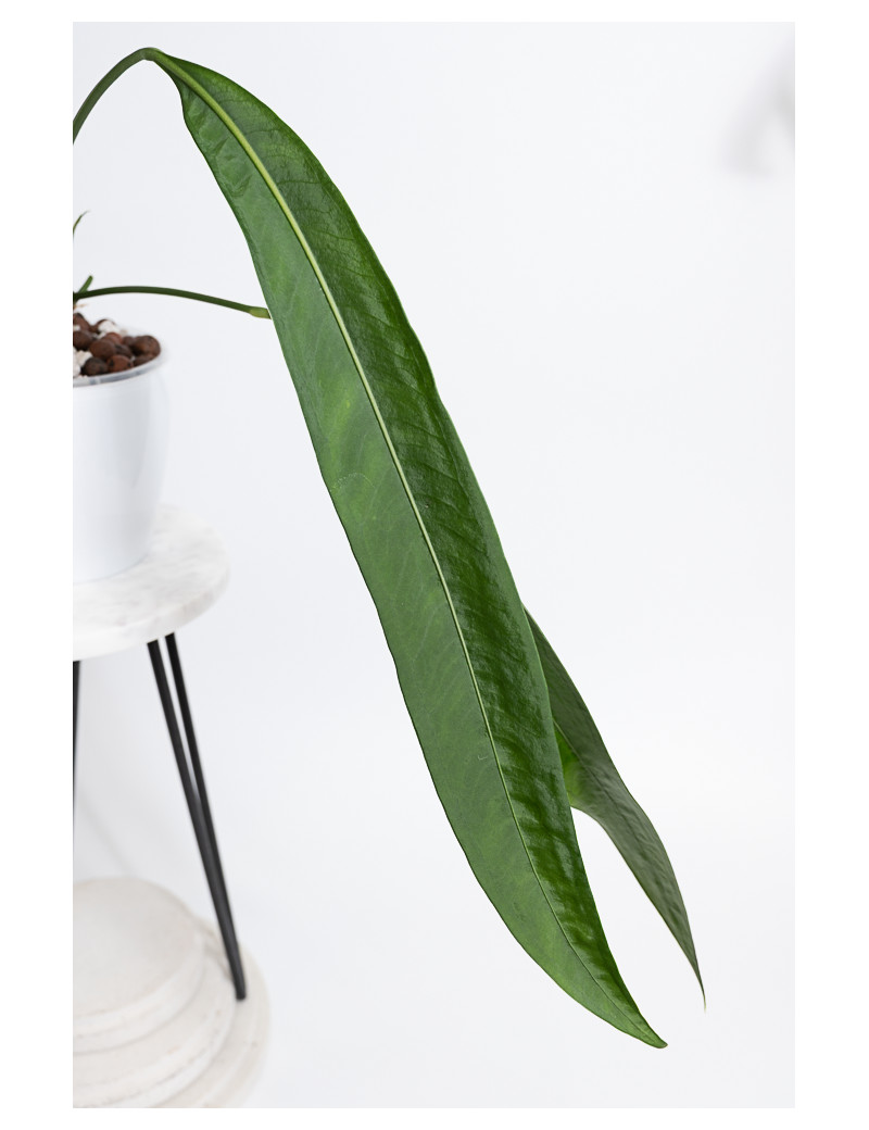 Anthurium coriaceum velvety