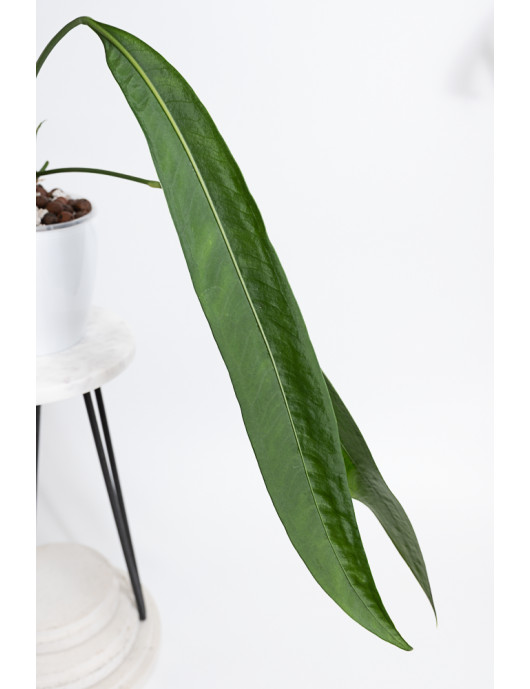 Anthurium coriaceum velvety