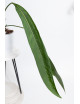 Anthurium coriaceum velvety