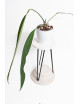 Anthurium coriaceum velvety