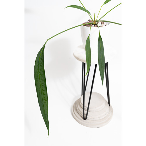 Anthurium pallidiflorum...