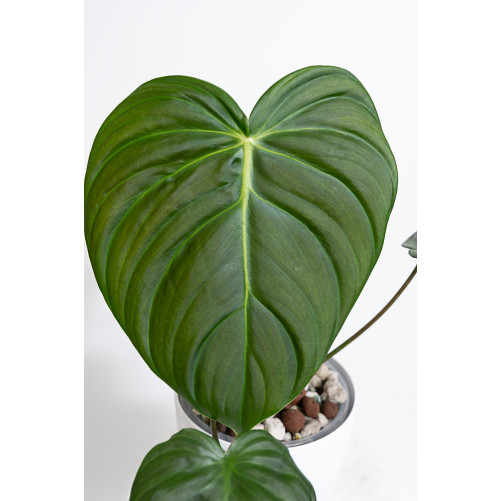 Philodendron celebration...