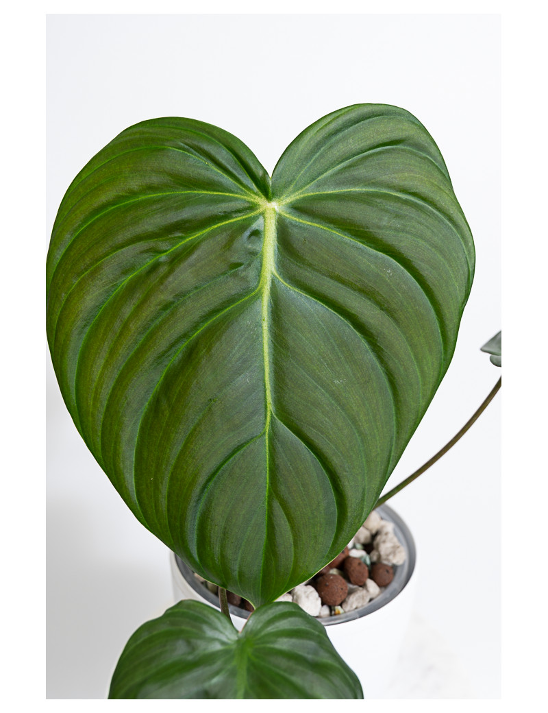 Philodendron celebration (el choco red x pastazanum)