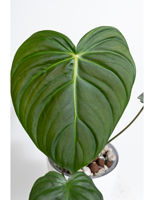 Philodendron celebration (el choco red x pastazanum)