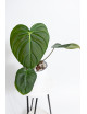 Philodendron celebration (el choco red x pastazanum)