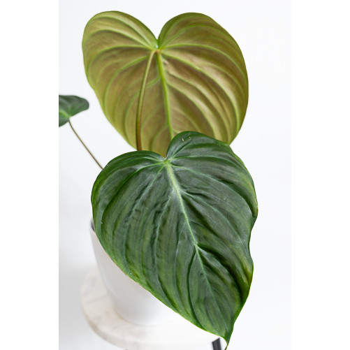 Philodendron celebration (el choco red x pastazanum)