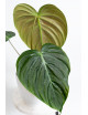 Philodendron celebration (el choco red x pastazanum)