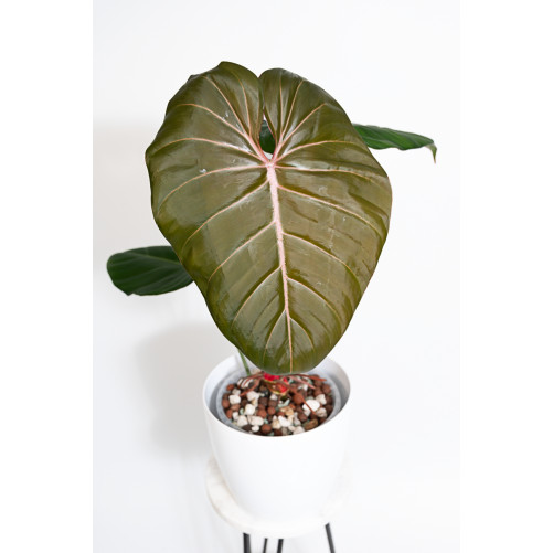 Philodendron Pink Glory