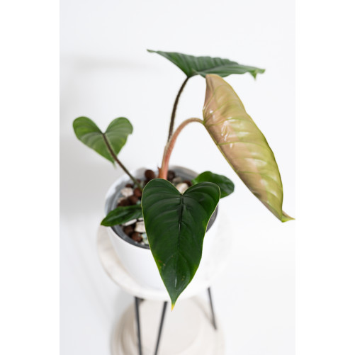 Philodendron...