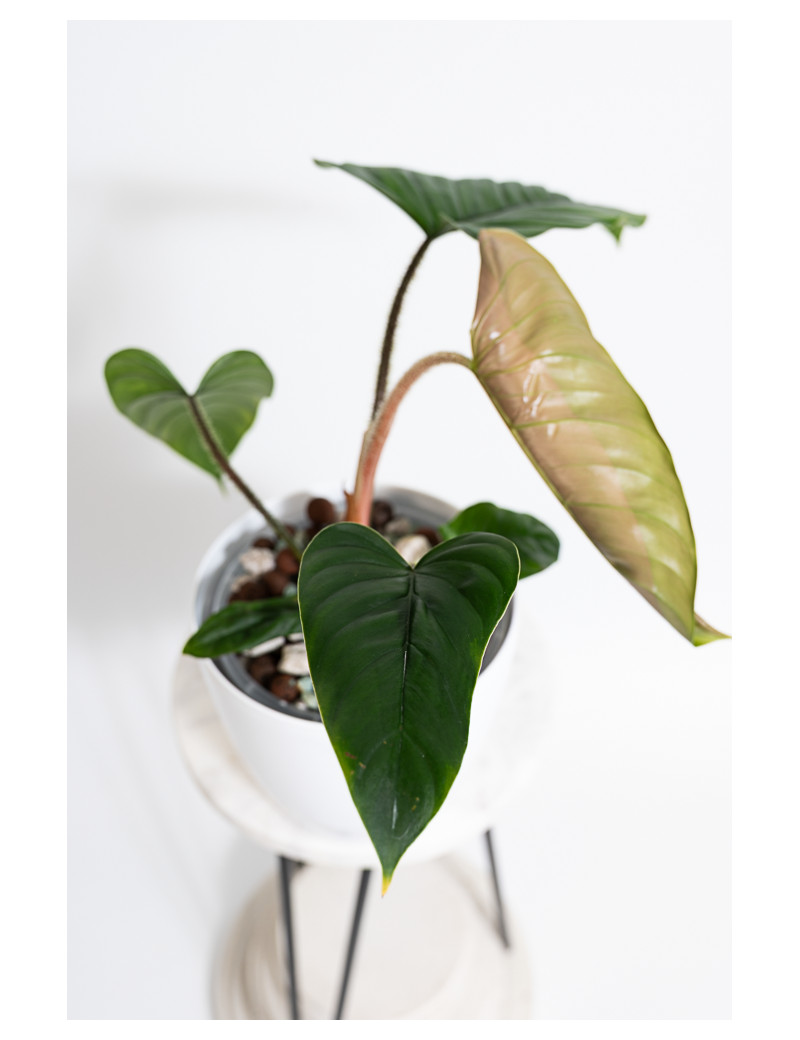 Philodendron pseudoverrucosum cf