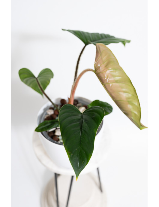 Philodendron pseudoverrucosum cf