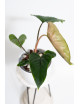 Philodendron pseudoverrucosum cf