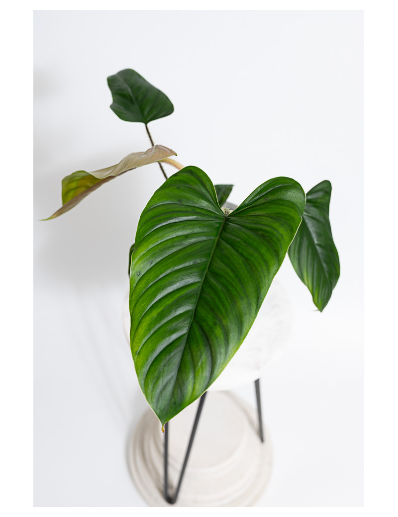 philodendron brasil cream splash Philodendron hederaceum 'Cream splash'  Serres Lavoie
