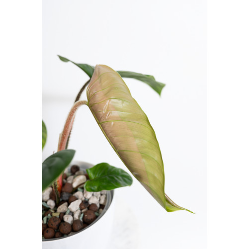 Philodendron pseudoverrucosum cf