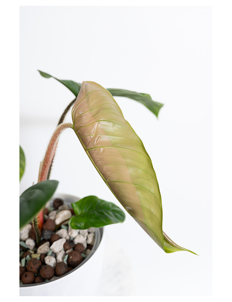 Philodendron pseudoverrucosum cf