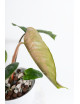 Philodendron pseudoverrucosum cf
