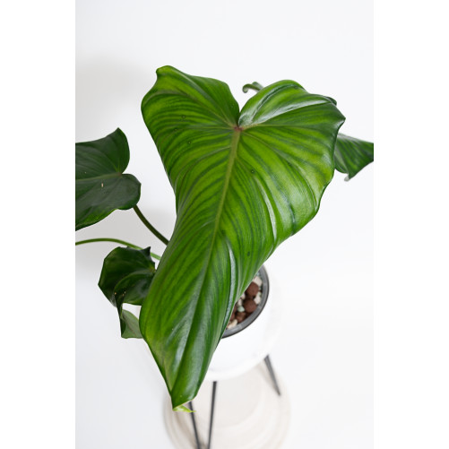 Philodendron barrosoanum 5...