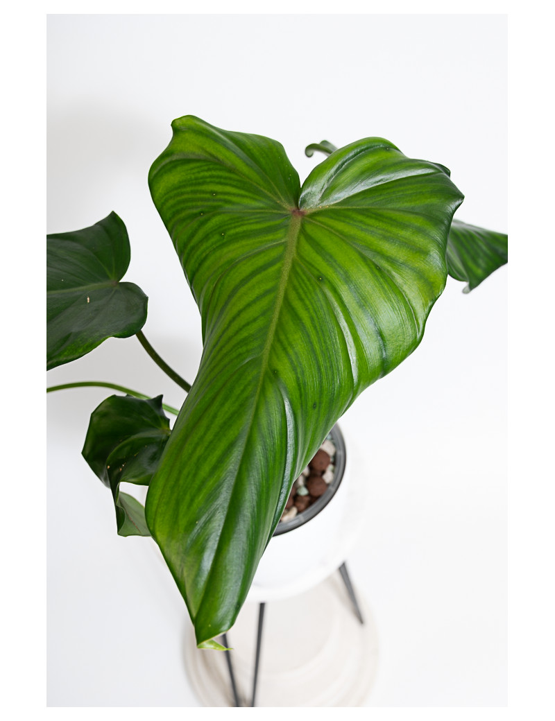 Philodendron barrosoanum 5 x pastazanum