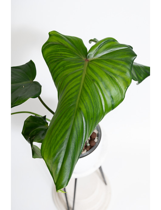 Philodendron barrosoanum 5 x pastazanum
