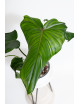 Philodendron barrosoanum 5 x pastazanum