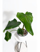 Philodendron barrosoanum 5 x pastazanum