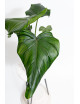 Philodendron barrosoanum 5 x pastazanum
