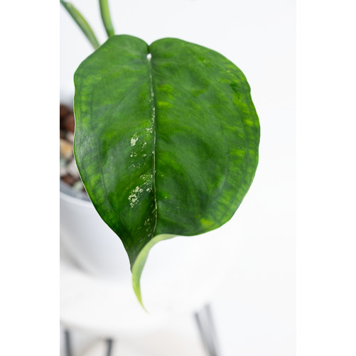 Syngonium chiapense variegata