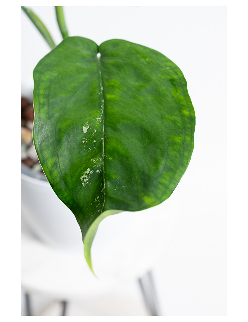 Syngonium chiapense variegata