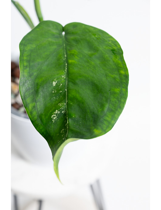 Syngonium chiapense variegata