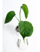 Syngonium chiapense variegata