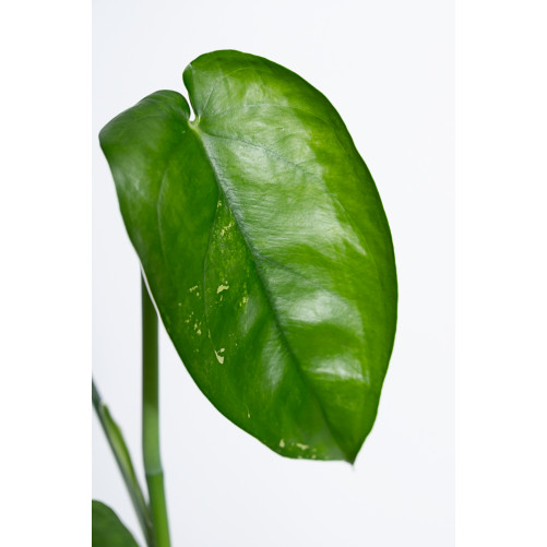 Syngonium chiapense variegata