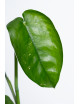 Syngonium chiapense variegata