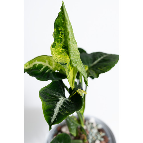 Syngonium scrambled eggs