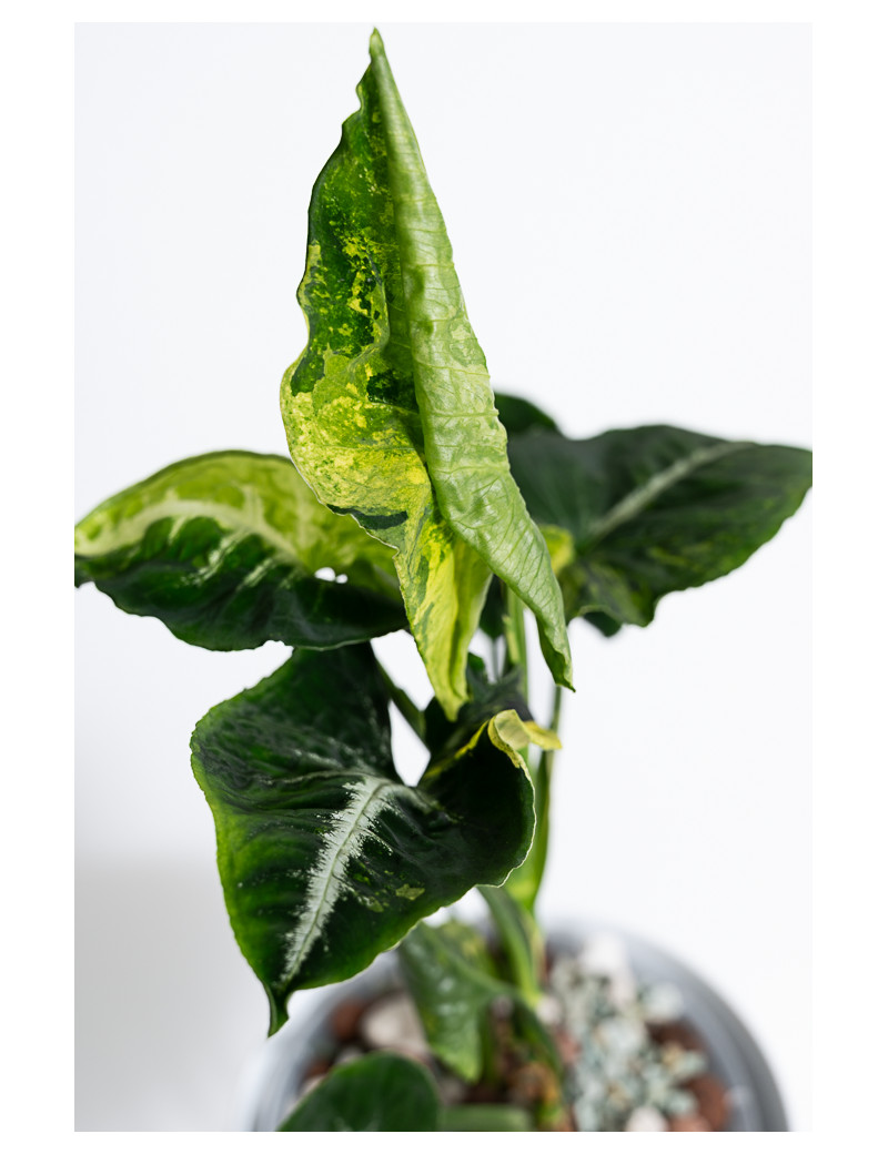 Syngonium scrambled eggs
