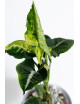 Syngonium scrambled eggs