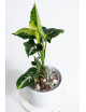 Syngonium scrambled eggs