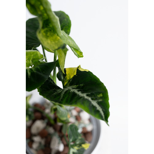 Syngonium scrambled eggs