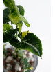 Syngonium scrambled eggs