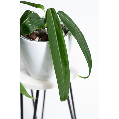 Anthurium pallidiflorum -