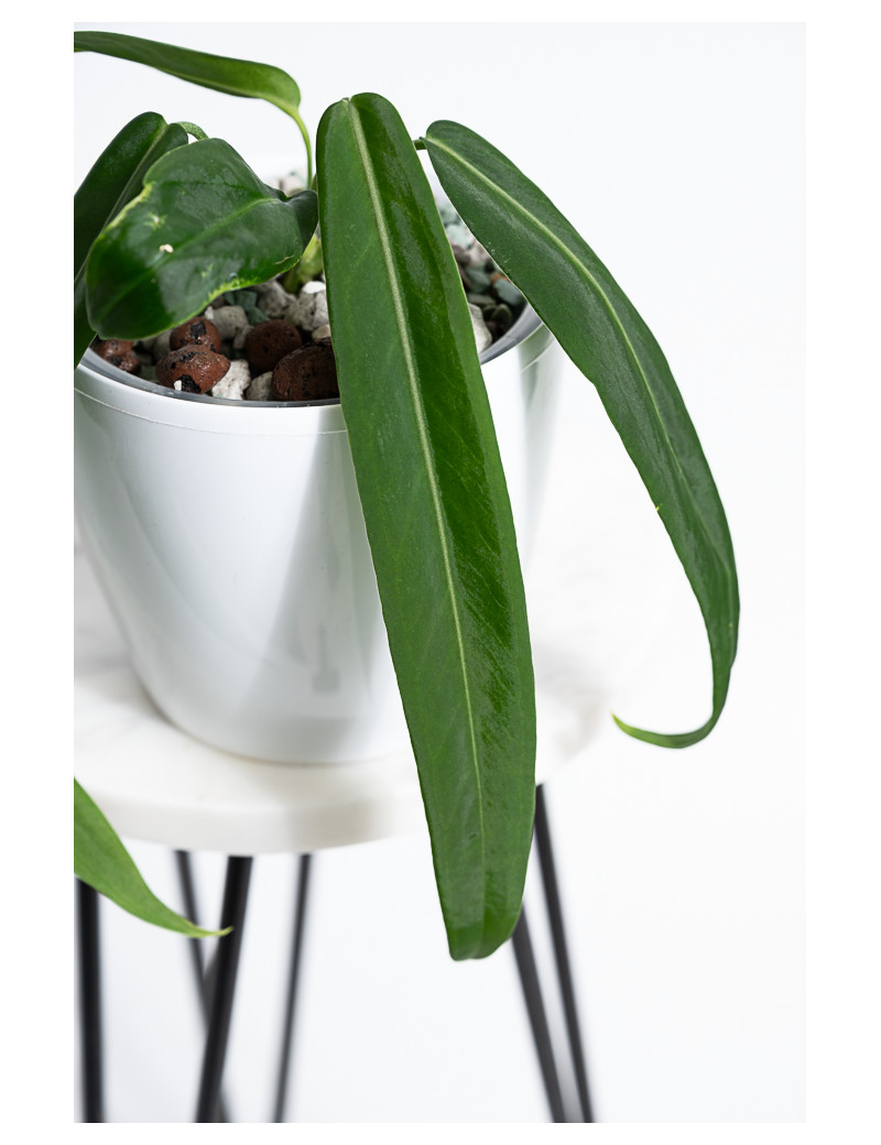 Anthurium pallidiflorum -