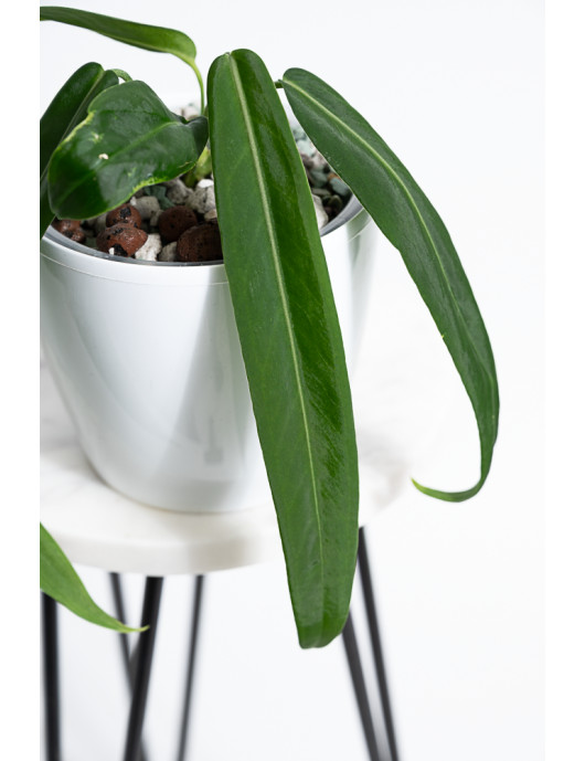 Anthurium pallidiflorum -