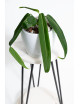 Anthurium pallidiflorum -