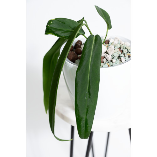 Anthurium pallidiflorum -