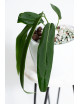 Anthurium pallidiflorum -