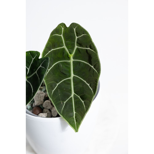 Alokazja watsoniana (mat)